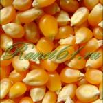 Кукуруза для попкорна (5 кг)
